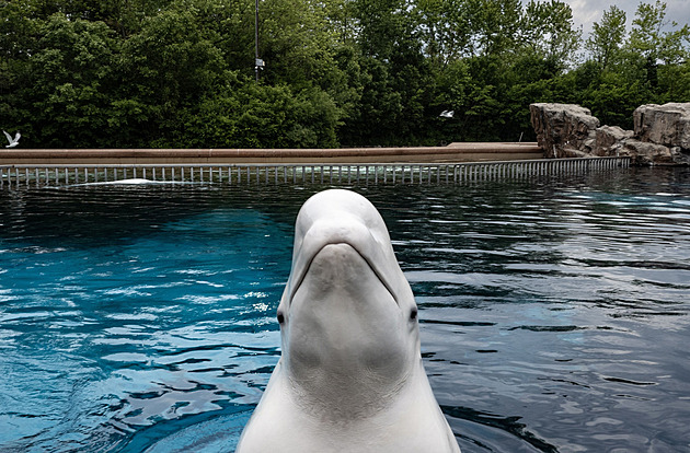 Pošlete peníze, nebo usmrtíme třicet běluh, hrozí kanadský zábavný park vládě