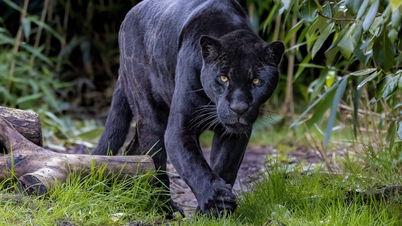Zoo v Hodoníně zapůjčí vzácného černého jaguára do Španělska. Chov na jihu Moravy se nedařil