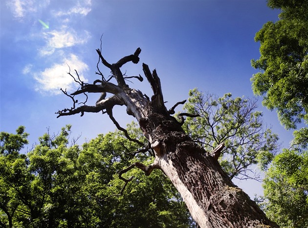 Soutok je líhní orlů a komárů i bodem sváru politiků. Rozhodne Ústavní soud