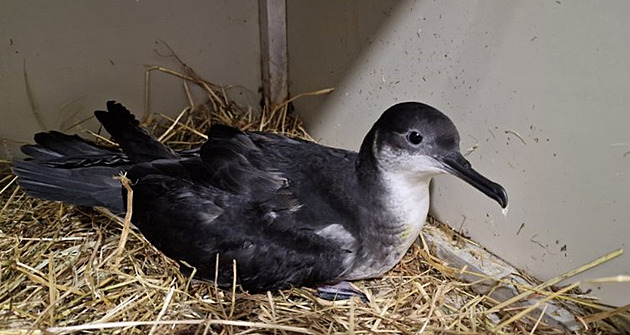 Smutný konec senzace. První buřňák severní v Česku uhynul, bude z něj exponát