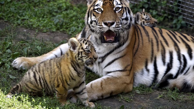 Smutek v hodonínské zoo: Tygřici Raju museli nechat utratit, trápil ji agresivní nádor