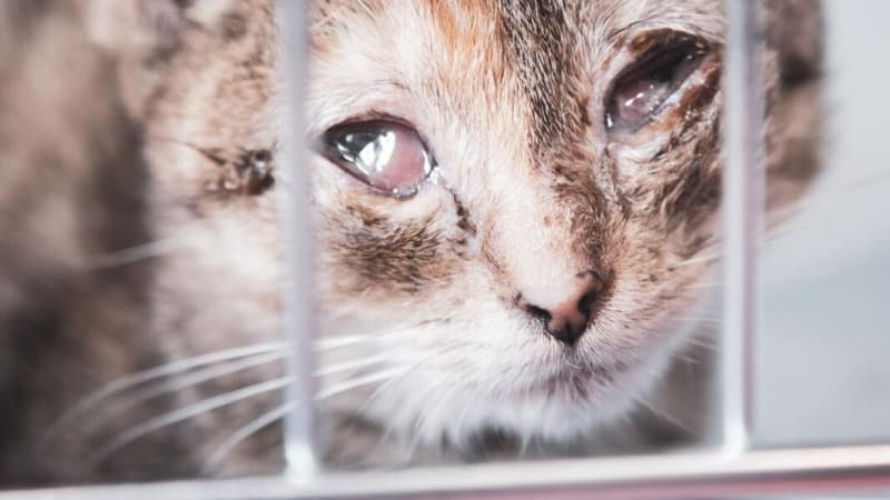 Smutná dohra případu týraných koček z Teplic: Vyhublé kotě boj o život prohrálo